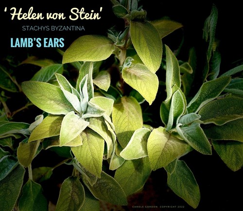 Lamb ears helen - 🌱2/, ‘helen