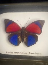 RARE Agrias Sardanapalus butterfly- South America Taxidermy