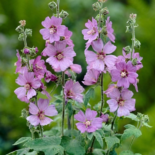 Lavatera lilac lady hardy - lady,