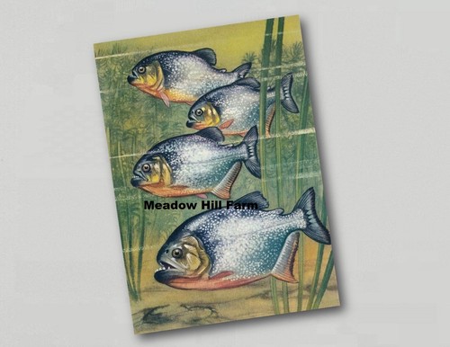 Fridge magnet piranha - magnet, .