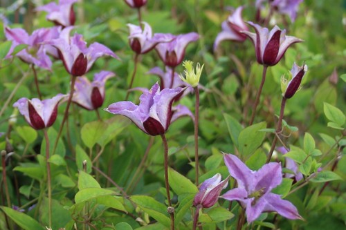 Clematis texensis prince - texensis,