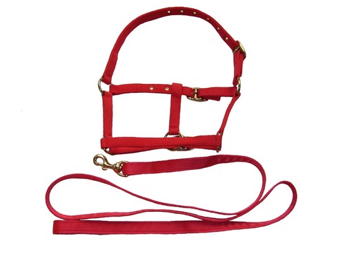 Mini headcollar lead rein - headcollar,