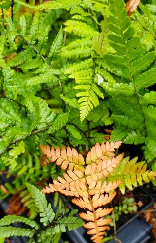Dryopteris wallichiana hardy - dryopteris,