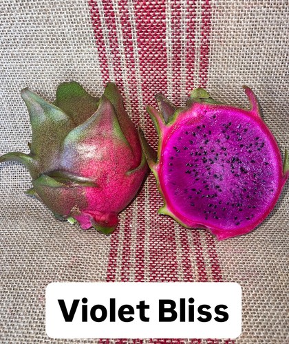 Mature cuttings violet - mature, “violet