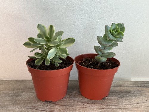 Young crassula plants - 2,