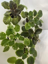 Set of 5 young plants 