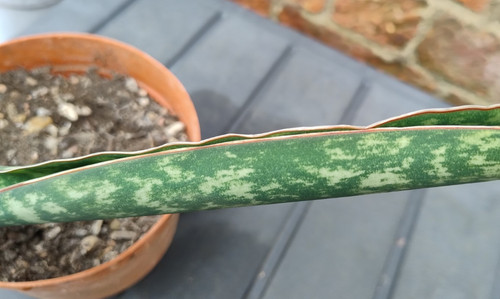 Succulent houseplant - succulent,,