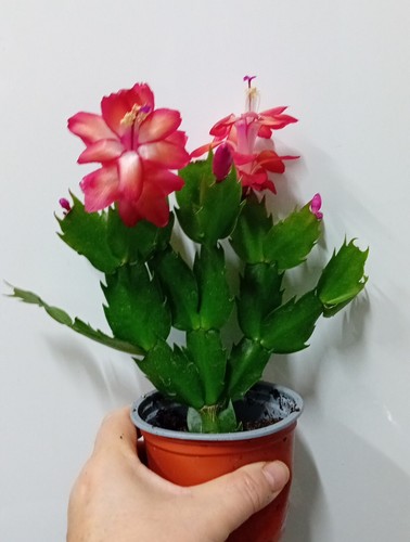 Red christmas cactus - red,