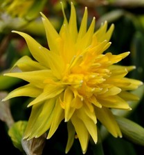 20 x MINIATURE Daffodils  RIP