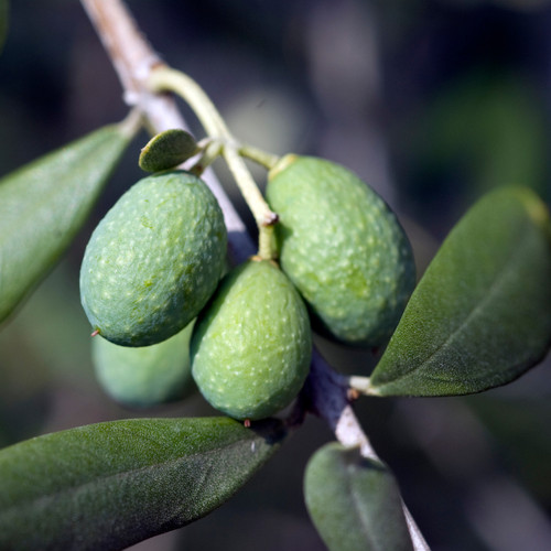 Large standard olive tree - standard,