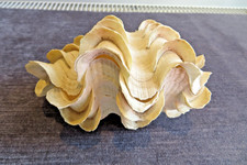 COMPLETE RUFFLED NATURAL CLAM