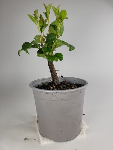 Crab apple starter bonsai - apple,