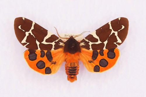 Set garden tiger - tiger, moth