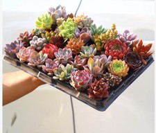 Mix of Succulent Leaves