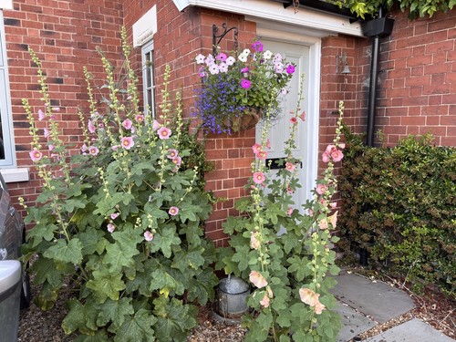 Hollyhock plants pot - plants, grown
