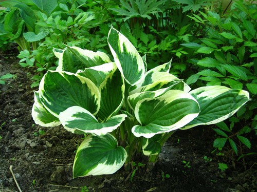 Hosta patriot plantain - hosta, 'patriot'