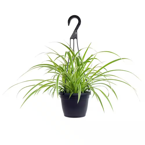 Spider plant in - 6, in.