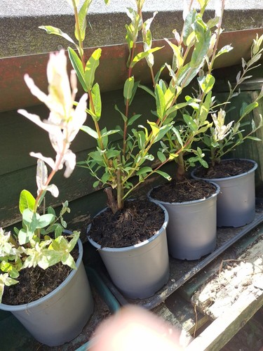 Salix flamingo willow tree - salix,