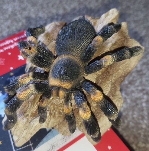 Tarantula garden plant pot - plant,