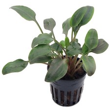 Cryptocoryne undulata Live