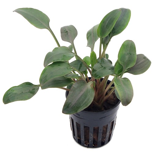 Cryptocoryne undulata live - cryptocoryne,
