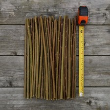 50 X Hybrid Willow Premium Cuttings. Grows Over 6 Metres a Year!