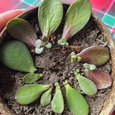 3 X Crassula Ovata Rooted