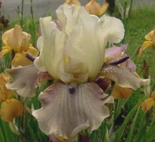 AUGUST DELIVERY Tall Bearded