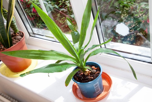 Yucca gigantea spineless young - spineless,