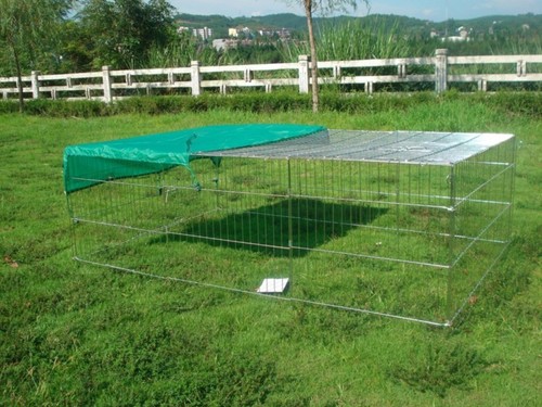 Rabbit guinea pig chicken duck - guinea,