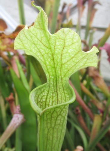 Sarracenia readii ctenium - x, “ctenium