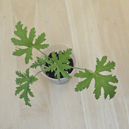 Lemon scented geranium - scented,