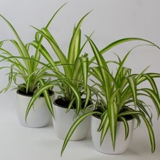 Spider plant chlorophytum - spider,