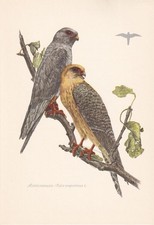 1954 RED-FOOTED FALCON Bird