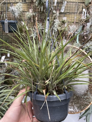 Racinaea spec ecuador - spec.,
