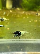 15 x Black Pinto Caridina Shrimp Galaxy Live Aquarium Ireland Based Breeder