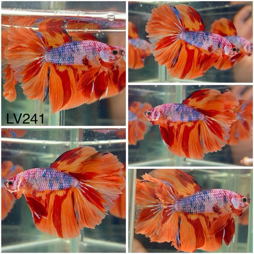 Male betta live - male, nemo