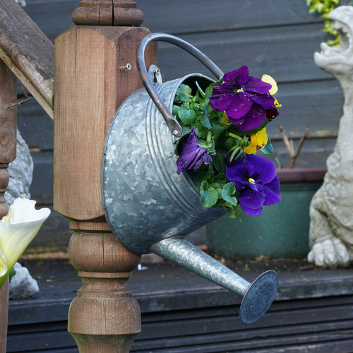 Galvanised watering can - watering,