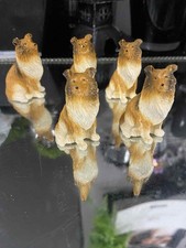 Miniature Rough Collie/Sheltie Dogs x 5