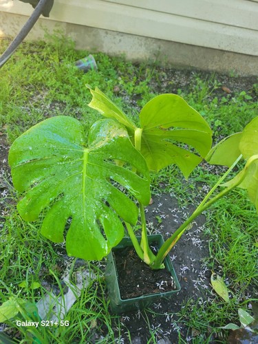 Monstera deliciosa swiss - monstera,