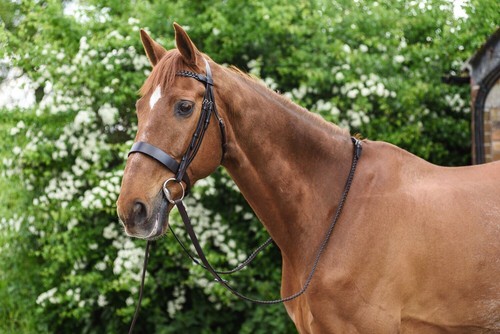 Besler horse leather bridle - horse,