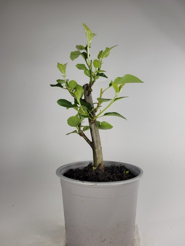 Crab apple starter bonsai tree - starter,