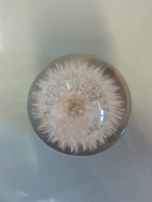 Dandelion Flower Resin Hafod Grange Paperweight