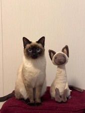 Jelly Iris Siamese Cat Soft