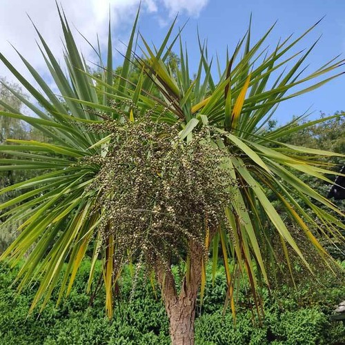 Cordyline australis 50 seeds - australis,