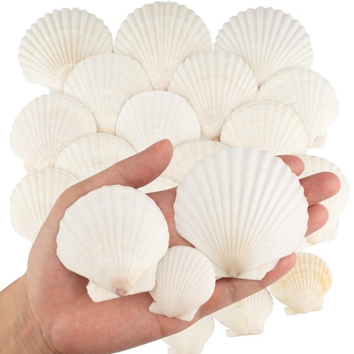 30pcs sea shells size white - sea, 3