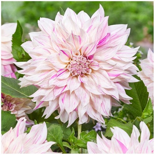 Cafe lait twist dahlia - cafe,