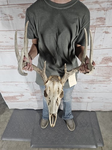 Wild point whitetail deer - 9,