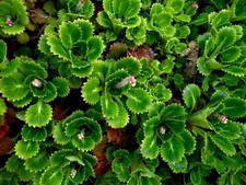 6 x London Pride St. Patrick's