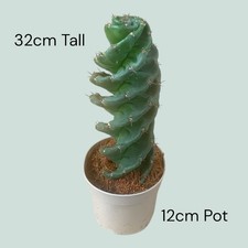Cereus Forbesii Spiralis |